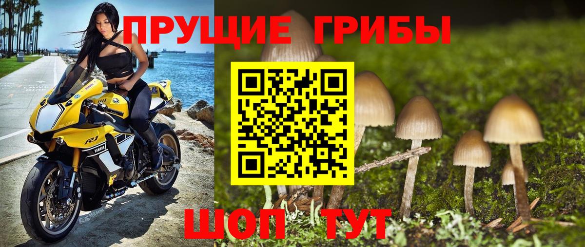 Псилоцибиновые грибы мицелий  Вход с VPN  Галлюциногенные грибы GOLDEN TEACHER  Зерноград 